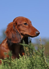 Puppy on a sky background