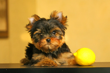 The Yorkshire Terrier puppy