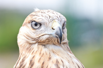 falcon portrait