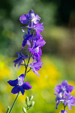 Larkspur