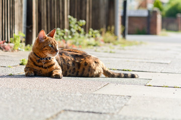 Bengal cat laying in sun on pavement