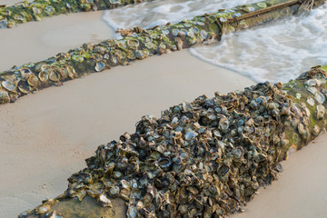 Oysters on the timber