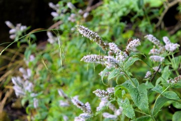 Wild mint flowers