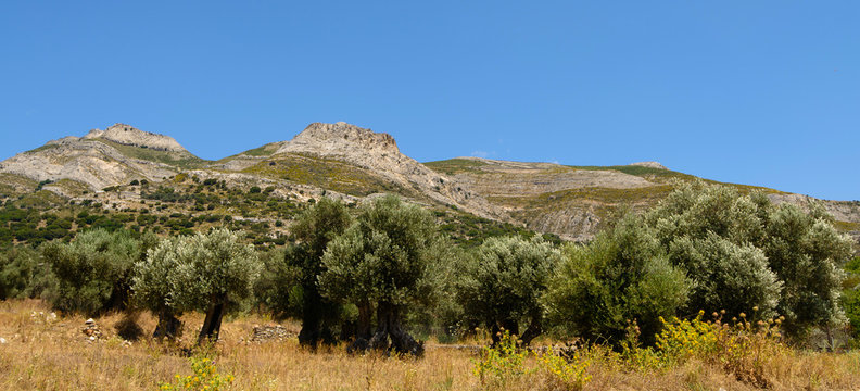 oliviers à Naxos