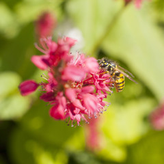wasp on pink red persicaria