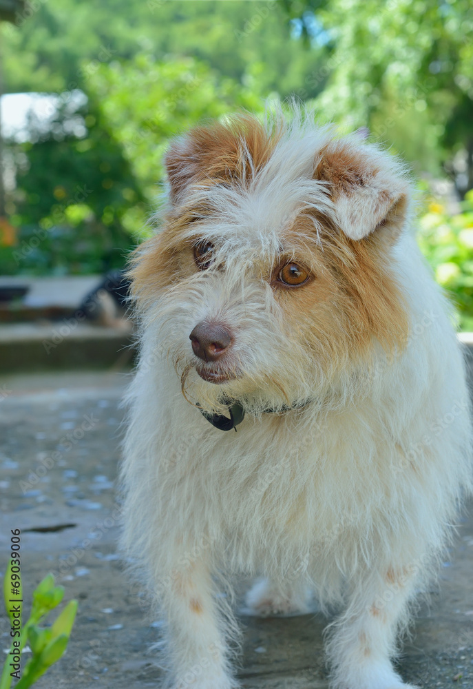 Canvas Prints Small white dog 1