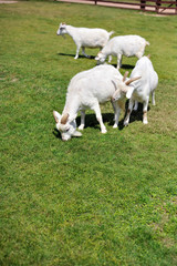 Obraz premium ヤギのポートレート