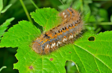 Haired caterpillar 5