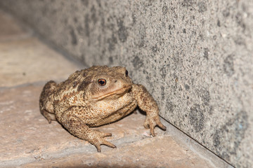 toad