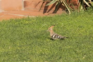 hoopoe