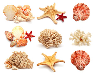 Collection of sea stars, shells and coral