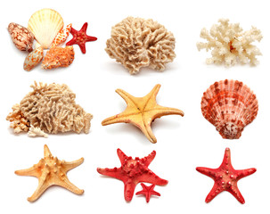 Collection of sea stars, shells and coral