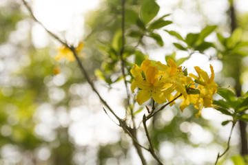 rhododendron