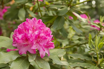 rhododendron