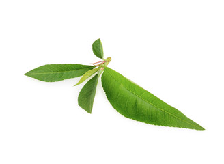 Obraz premium Peach leaf isolated on white background