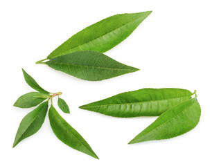 Peach leaf isolated on white background