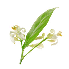 Branch of a lemon tree with flowers Isolated on white