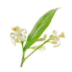 Fototapeta premium Branch of a lemon tree with flowers Isolated on white