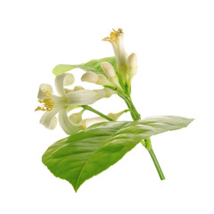 Obraz premium Branch of a lemon tree with flowers Isolated on white