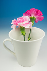 カーネーション