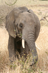 Fototapeta na wymiar Elefante2