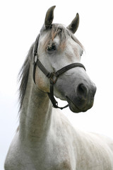 Portrait of an beautiful arabian white horse