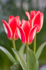 Fototapeta premium Tulipany