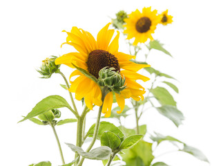 Fototapeta premium Sunflowers