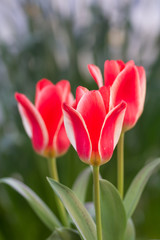 Fototapeta premium Tulipany