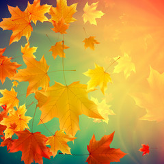Fototapeta na wymiar Beautiful autumn Leaves.