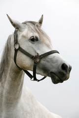 Obraz na płótnie Canvas Portrait of an beautiful arabian white horse