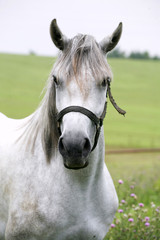 Portrait of an beautiful arabian white horse