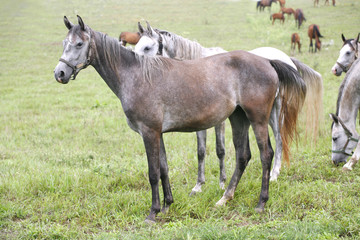 Thoroghbred arabian horses grazing in meadow