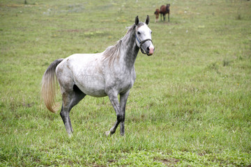 Obraz na płótnie Canvas Thoroghbred arabian horse grazing in meadow