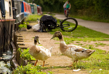 two ducks on the bank of a canal.