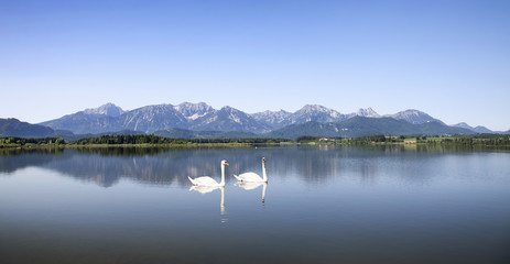 Schwanenpaar auf dem Hopfensee