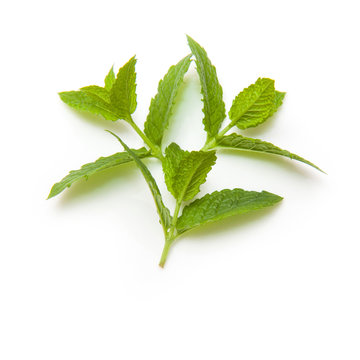 Fresh mint isolated on a white studio background.