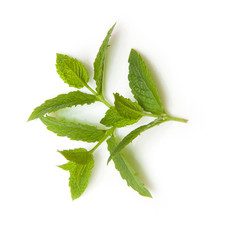 Fresh mint isolated on a white studio background.