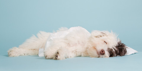 Sleeping boomer puppy
