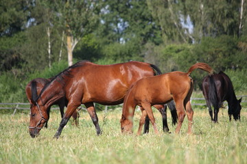 Fototapeta premium Horses at the pasture in summer