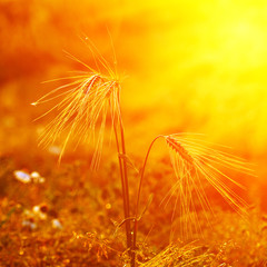 Obraz premium Golden wheat field