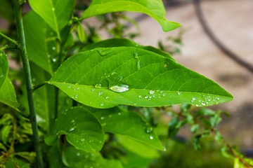 Water drops on leaves