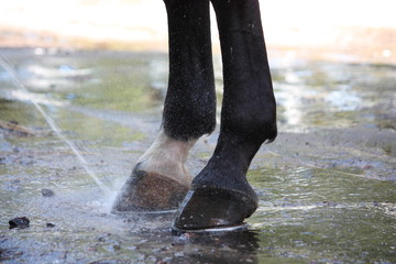 Close up of horse hoofs during washing