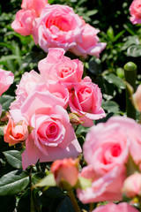 ピンク色の薔薇の花