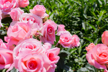 ピンク色の薔薇の花