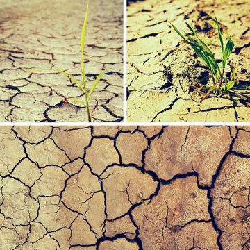 Collage of drought related images, new life concept