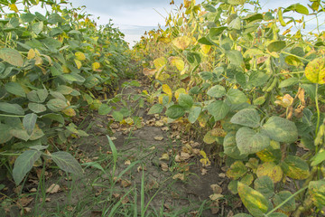 Fototapeta premium Green and yellow soybean plants close-up shot