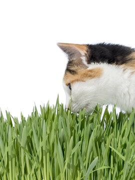 Female cat smelling grass, isolated