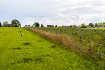 Obraz premium Stork searching food on field