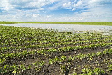 Fototapeta na wymiar Agricultural disaster, field of flooded soybean crops.